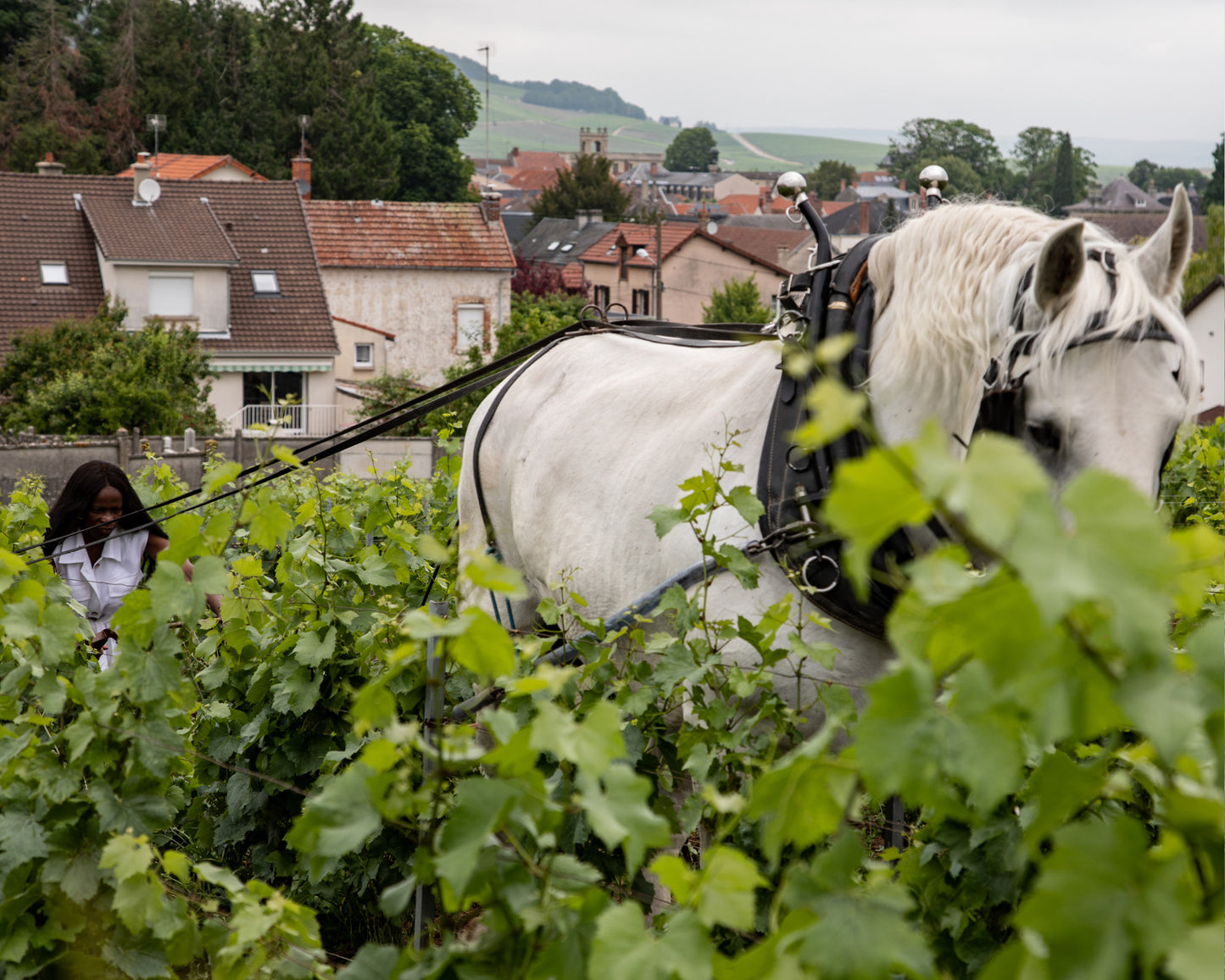 Champagne Les Cinq Filles
