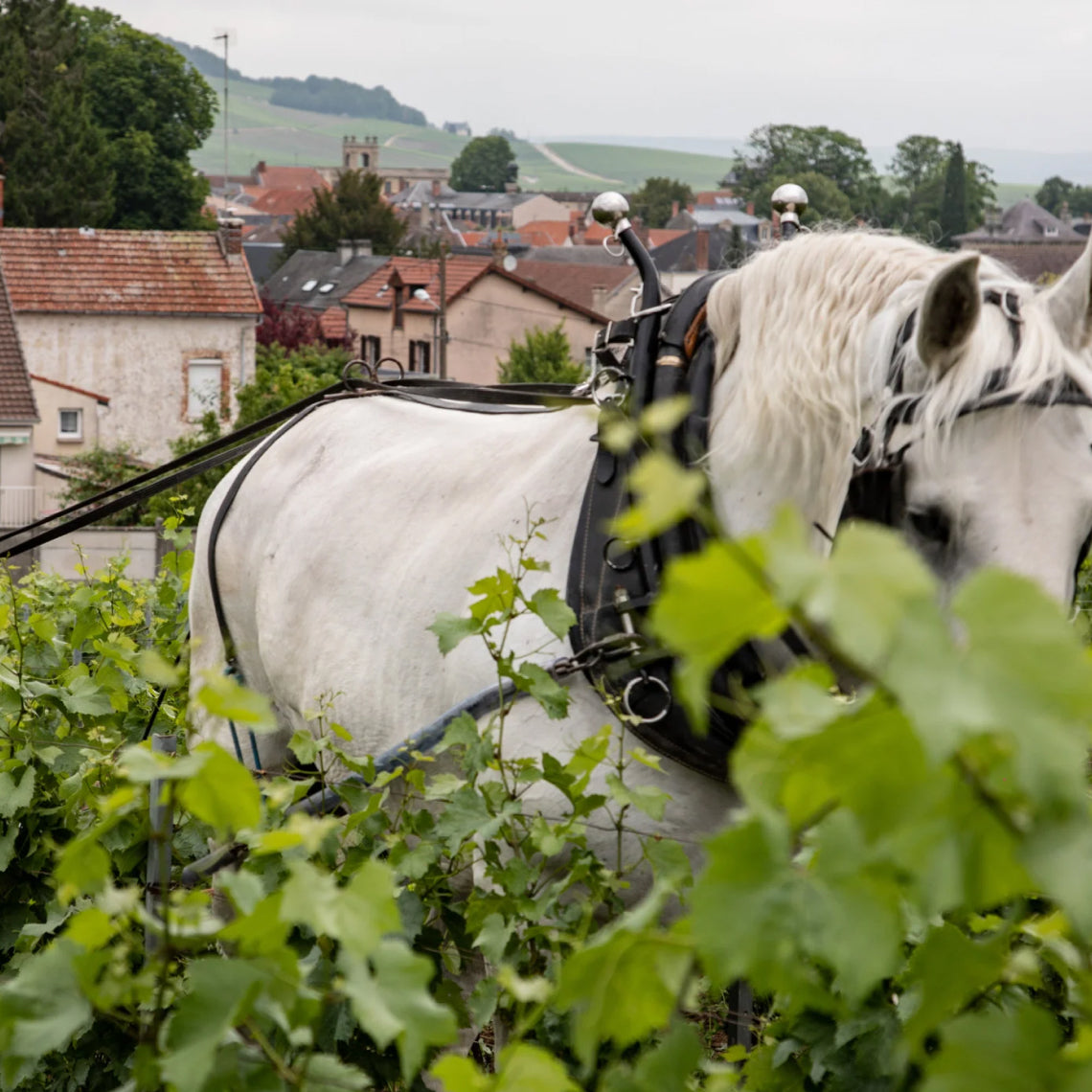 Horse-drawn ploughing in the Les Cinq Filles vineyard